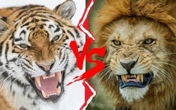 Tại sao hổ không chết đói khi về già nhưng sư tử thì có?