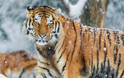 Lý do vào mùa đông hổ Siberia thường xuyên xuống núi tìm kiếm thức ăn
