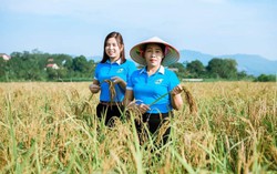 Xây dựng mô hình phụ nữ khởi nghiệp từ giống lúa nếp khoái đen