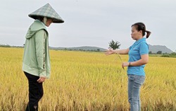 Nhiều mô hình nông nghiệp giúp phụ nữ dân tộc thiểu số ở Bình Thuận thoát nghèo