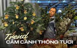 Trend mua cành thông tươi bản địa trưng dịp Noel