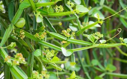 Thực hư về loại cây leo được ví như "xương sống của quỷ" giúp chữa bệnh xương khớp