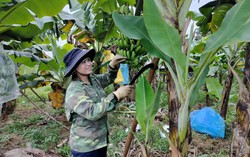 Người phụ nữ dân tộc Pa Cô thoát nghèo: Từng cầm 50 triệu tiền vay mà không biết phải làm gì