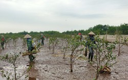 Những người phụ nữ miệt mài bám biển, phủ xanh cho rừng ngập mặn