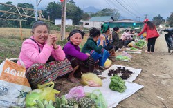 Nếp Khau cày nọi đẩy lùi cây ma túy dưới chân Phà Cà Tủn 