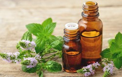 Dầu bạc hà và những tác dụng đối với sức khỏe đã được khoa học chứng minh