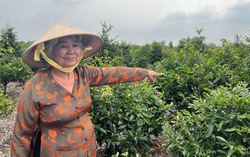 Bị trưng thu sai 3,6ha đất, 2 vợ chồng già mỏi mòn đi đòi lại