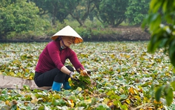 Nhộn nhịp mùa thu hoạch ấu "trụi" trên sông ở Hải Dương