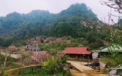 Sắc thắm hoa đào đẩy lùi cây thuốc phiện ở “thánh địa ma túy” Lóng Luông