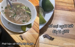 Thực khách phát hiện "vật thể lạ" nghi là chân chuột, cách xử lý của hàng phở nổi tiếng Hà Nội gây phẫn nộ