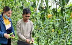 12.000 gốc bí sắp thu hoạch bị kẻ gian phá hoại ở Nghệ An