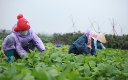 Chủ động phòng, chống rét đậm, rét hại kéo dài