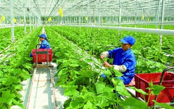 Trong khó khăn, ngành Nông nghiệp tiếp tục khẳng định vị thế quan trọng, là trụ đỡ của nền kinh tế