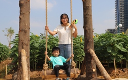 TPHCM: Các gia đình "đội nắng" đi ngắm hoa hướng dương trong kỳ nghỉ Tết Dương lịch