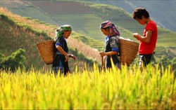 Thái Nguyên: Định mức mới xác định hộ đồng bào dân tộc thiếu đất sản xuất