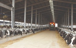 Chủ động sáng tạo để mang đến sự hoàn hảo trong từng ly sữa tươi sạch