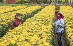 Người trồng hoa cây cảnh hối hả vào vụ Tết