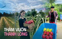 Sẽ thế nào nếu vườn thanh long trở thành điểm đến cực hot cho chuyến du lịch Tết 2024?