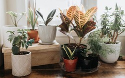 7 loại cây cảnh dễ chăm dành cho người mới trồng
