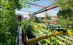 Khu vườn sân thượng ngập tràn rau quả xanh mướt mắt ở Hải Phòng