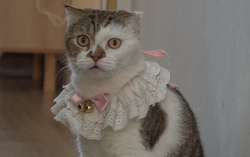 Quán cà phê Mèo độc đáo ở TPHCM