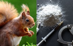 Cảnh sát Trung Quốc huấn luyện sóc để truy tìm ma túy