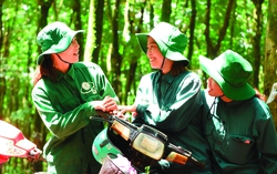 Xuân về trên nông trường cao su