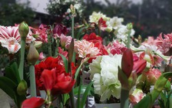 Khu vườn hơn 50 loài hoa đua nhau khoe sắc, rau quả tốt tươi ở Yên Bái