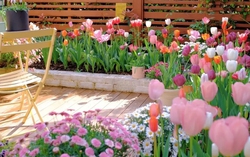 Khu vườn sở hữu đến 200 cây hoa tulip của cô gái trẻ