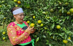 An toàn cho môi trường nông thôn từ trồng cam không sử dụng hóa chất