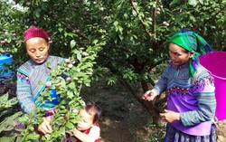 Góp ý dự thảo Luật Đất đai (sửa đổi): Cần ưu tiên có đất sản xuất, đảm bảo sinh kế cho đồng bào dân tộc thiểu số