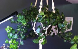 8 loại cây cảnh có thể giúp cân bằng độ ẩm trong nhà