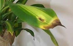 8 dấu hiệu cho thấy cây cảnh bạn trồng đang gặp vấn đề