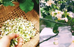 Tháng 3 mùa hoa bưởi: Chuyên gia chỉ loạt bài thuốc chữa bệnh và làm đẹp
