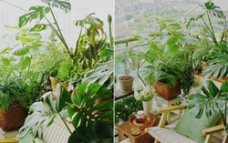 Khéo biến 6m2 ban công thành khu vườn xanh mướt