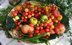 Khu vườn phủ kín rau quả sạch của người phụ nữ bắt đầu trồng trọt từ năm 10 tuổi