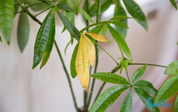 5 bước để cứu cây cảnh khi lá bị chuyển sang màu vàng