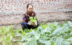 “Biến” rác thải thành phân hữu cơ 