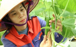 Làm nông nghiệp sạch bằng cách áp dụng công nghệ 4.0