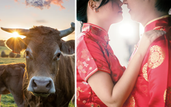 Sau đám cưới, người phụ nữ gọi cảnh sát, đòi kiện chồng chỉ vì “2 con bò"