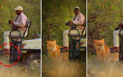 Tại sao sư tử không tấn công người trong xe safari?