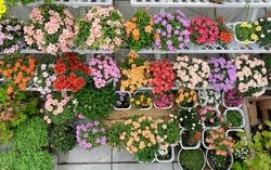Cô gái công sở biến sân thượng nhỏ xinh thành khu vườn muôn sắc