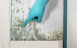 Tổng hợp các triệu chứng phơi nhiễm nấm mốc phổ biến