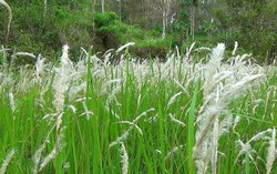 Những bài thuốc từ rễ cỏ tranh giúp thanh nhiệt, hỗ trợ điều trị nhiều bệnh lý