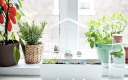 7 cách giúp nhà bếp thơm tho, bớt mùi hôi