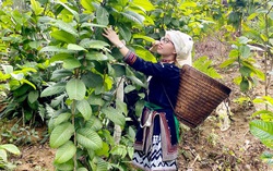 "Người đẹp Hợp tác xã" nỗ lực tăng giá trị cho sản phẩm trà hoa vàng