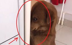 Chó Golden sáng nào cũng lẻn ra khỏi nhà, chủ lén đi theo phát hiện cảnh tượng dở khóc dở cười