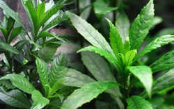 Hướng dẫn cách dùng lá xương sông để trị ho, tiêu đờm
