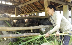 Quảng Ngãi: Hỗ trợ phụ nữ nghèo ổn định cuộc sống và làm giàu chính đáng