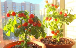 Cách trồng cà chua tại nhà lớn nhanh như thổi trong mùa hè